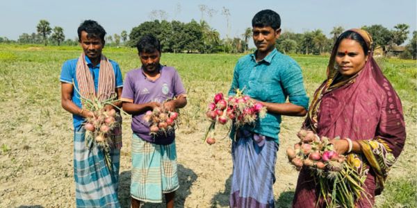 মিরসরাইয়ে প্রথমবার বাণিজ্যিক পেঁয়াজ চাষে সফল দম্পতি